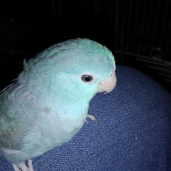 ｷｲﾛｲｺﾄﾘのカバー写真