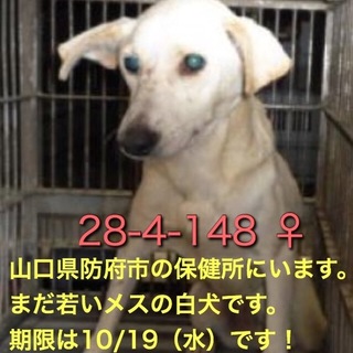 おとなしくて優しそうな若い白犬です。