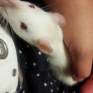 ファンシーラット再募集