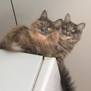 生後1年の猫ちゃん２匹 里親探しています！