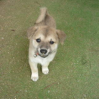 パフューム3姉妹