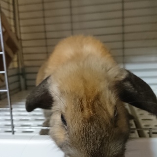 うさぎの里親募集しています