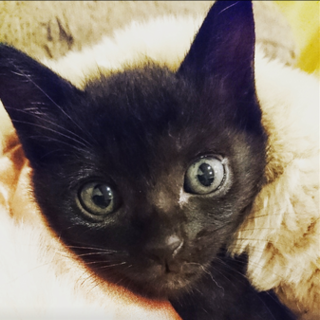 生後２ヶ月弱の人懐こい黒猫兄弟！