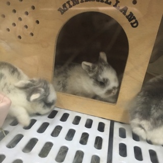 4羽の赤ちゃんうさぎ里親募集