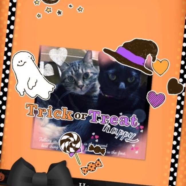 にゃにゃおはなのカバー写真