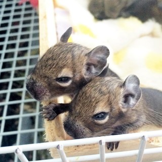 デグー赤ちゃん　ありがとうございました