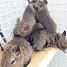 デグー赤ちゃん　ありがとうございました サムネイル3