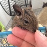 デグー赤ちゃん　ありがとうございました サムネイル7