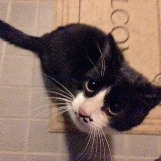 驚く程人懐っこい猫ちゃんです。