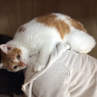 憎めない可愛さが持ち味 ＊ 茶白