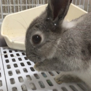 ネザーランド 生後7ヶ月 男の子 グレー