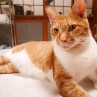 奥ゆかしい性格の男の子 ＊ 茶白