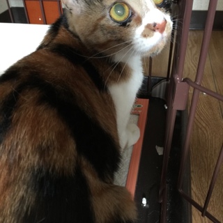 里親さん募集中