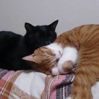 中のいい猫二匹です！