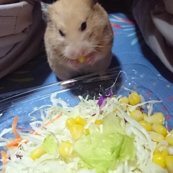 サラダを食べるモモちゃん(キンクマ)