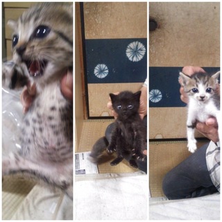 いいご縁があり里親様決まりました^ ^