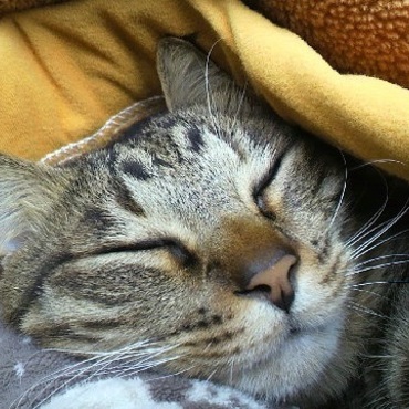 猫が布団に入ってくる季節になりました。