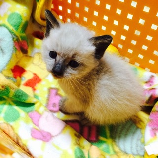 【急募】トンキニーズそっくりの子猫です！