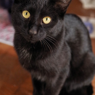 デレデレ甘えん坊だけどイケメンの黒猫君！