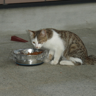 メス子猫さん３～４ヶ月、里親募集中。