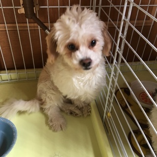 構ってちゃん女の子です。