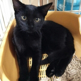 推定５ヶ月黒猫の男の子その１