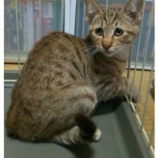 推定４ヶ月の女の子アッシュキジトラ