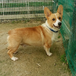 熊本被災犬モン君