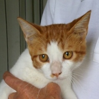 推定４ヶ月の茶白の男の子♪