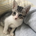 里親募集停止中