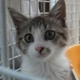 ちーちゃん里親さま募集