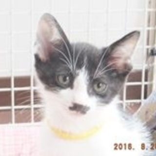 愛嬌のある口髭ねこさん