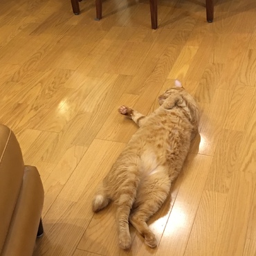 ねこが！おちてる！