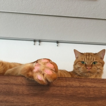 やめていただきたい（でも下僕はやめない）