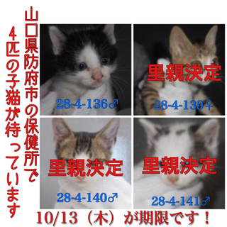 あと4匹、里親様を待ってます！