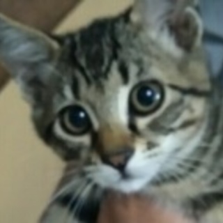 あしたばちゃん里親募集