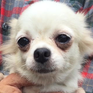 チワワ成犬女の子クリーム色