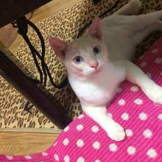 （急募です)里親募集中！