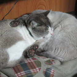 「ねむねむ」サムネイル2