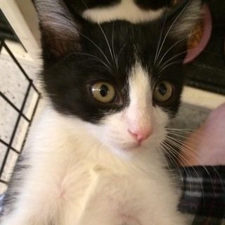 ハチワレ＆キジ５兄弟