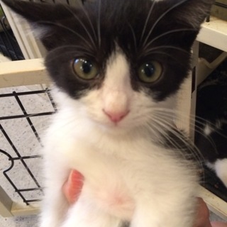 ハチワレ＆キジ５兄弟