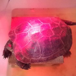 「シンクロ」サムネイル2