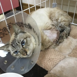 左脚切断の野良猫さん
