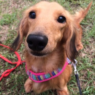 さみしがり屋のスイちゃん