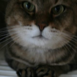 強面だけど懐こいです　なるとくん