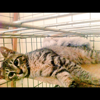 駅近で、通行人に餌をもらっている子猫