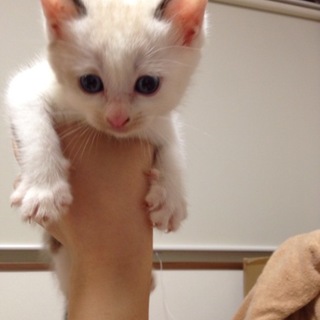 シャム風ブチ☆女の子