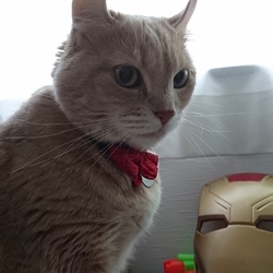 「アベンジャーズ現る」サムネイル2