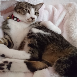 「アベンジャーズ現る」サムネイル3