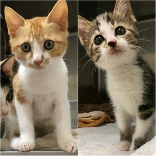 かわいい子猫ちゃん里親さん募集中